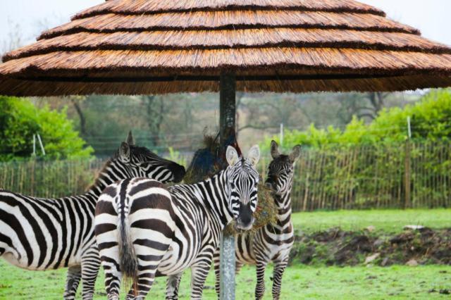 Chic 2 Bed Peak District Cottage Barn Near Alton Towers, Polar Bears, Chatsworth House Leek Εξωτερικό φωτογραφία