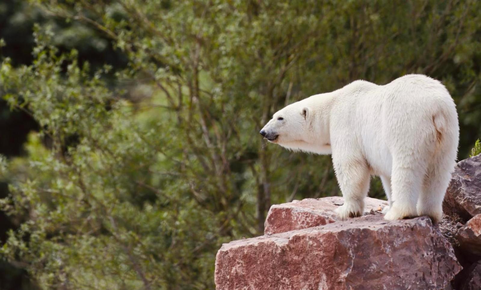 Chic 2 Bed Peak District Cottage Barn Near Alton Towers, Polar Bears, Chatsworth House Leek Εξωτερικό φωτογραφία